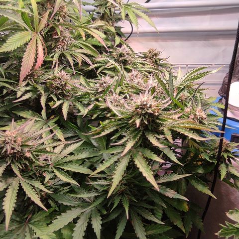 GMO Auto  growlog timeline photo