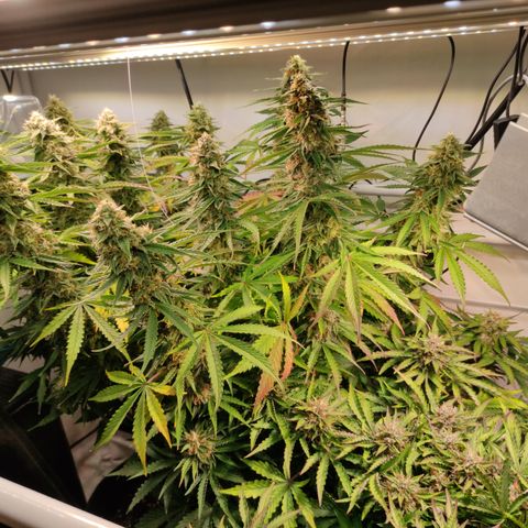 Runtz F1 Auto #1 growlog timeline photo