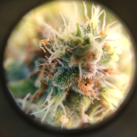 Critical #1 growlog timeline photo