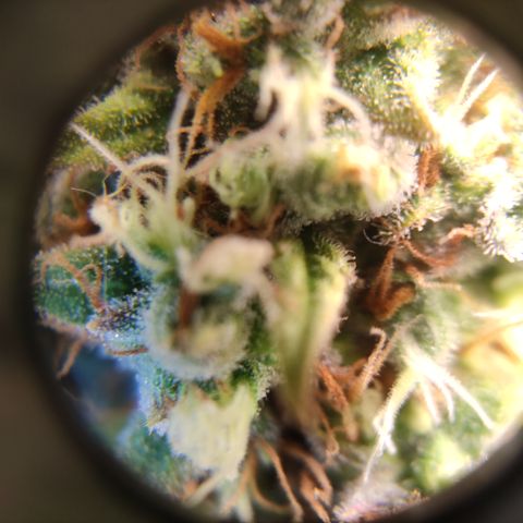Critical #1 growlog timeline photo
