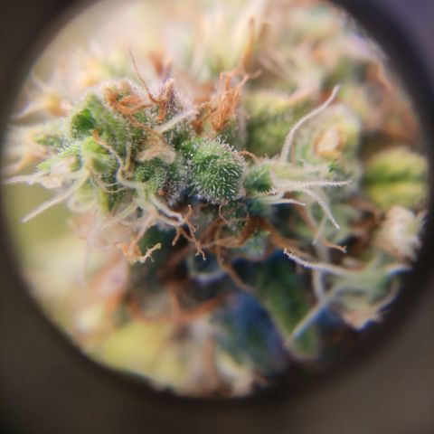 Critical #1 growlog timeline photo