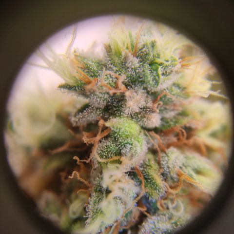 Critical #1 growlog timeline photo