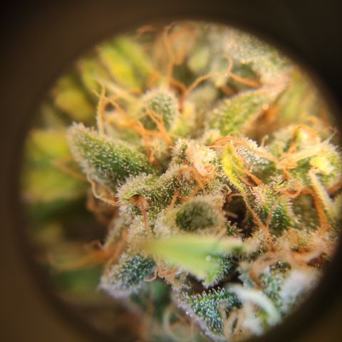 Critical #1 growlog timeline photo