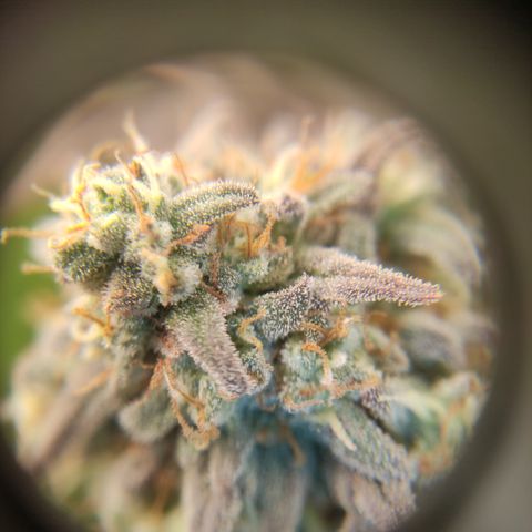 Northern Lights #1 growlog timeline photo
