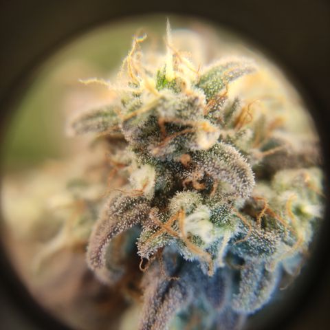Northern Lights #1 growlog timeline photo