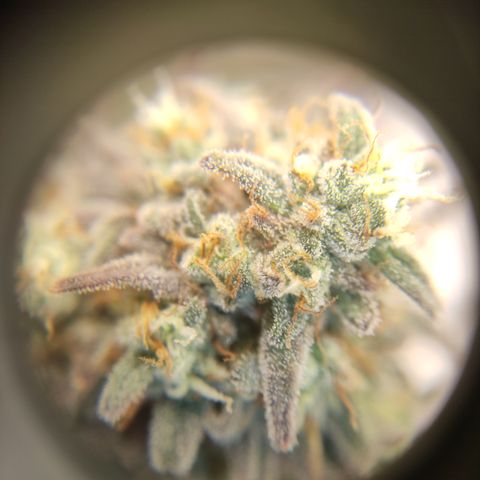 Northern Lights #1 growlog timeline photo