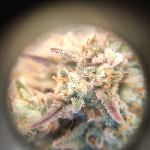 Northern Lights #3 growlog timeline photo