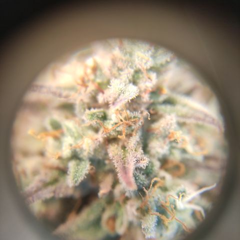 Northern Lights #3 growlog timeline photo