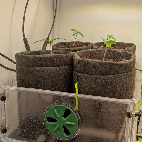 Mandarine Jam #1 growlog timeline photo
