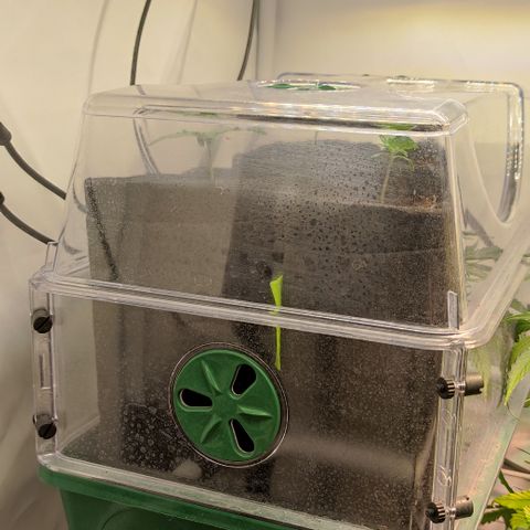 Mandarine Jam #1 growlog timeline photo