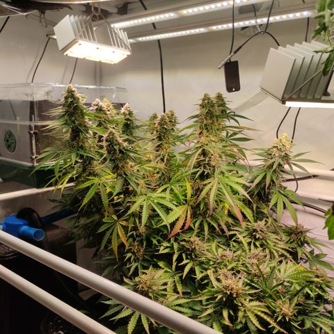 Runtz F1 Auto #1 growlog timeline photo
