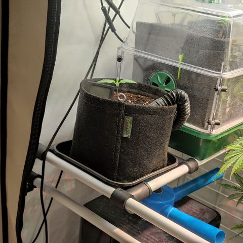 Mandarine Jam #1 growlog timeline photo