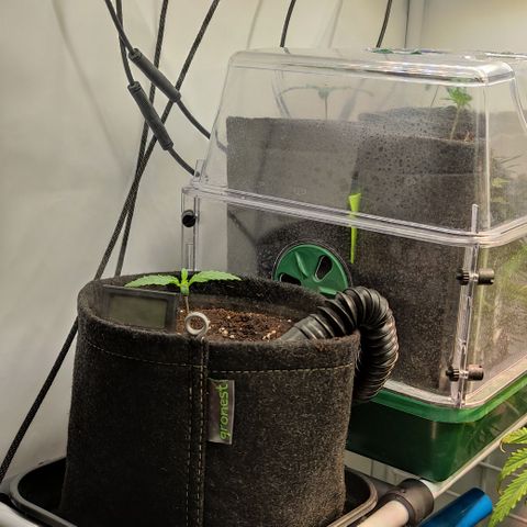 Mandarine Jam #1 growlog timeline photo
