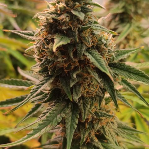 Runtz F1 Auto #1 growlog timeline photo