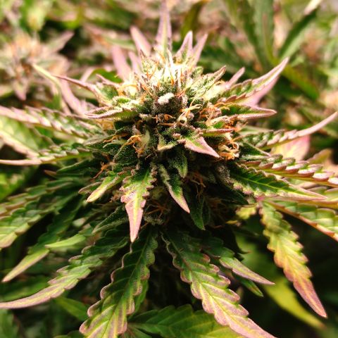GMO Auto  growlog timeline photo