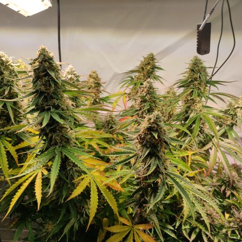 Runtz F1 Auto #1 growlog timeline photo