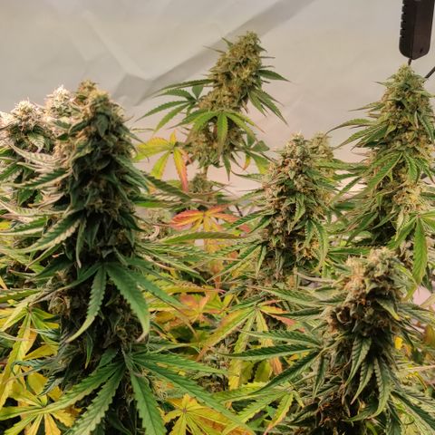 Runtz F1 Auto #1 growlog timeline photo