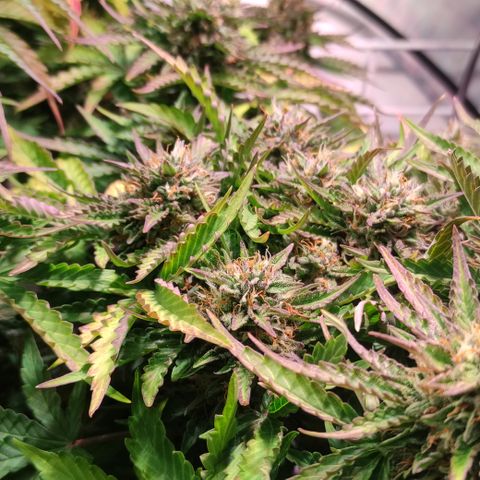 GMO Auto  growlog timeline photo