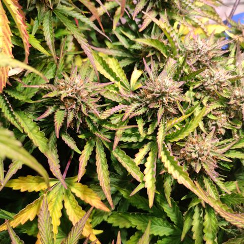 GMO Auto  growlog timeline photo