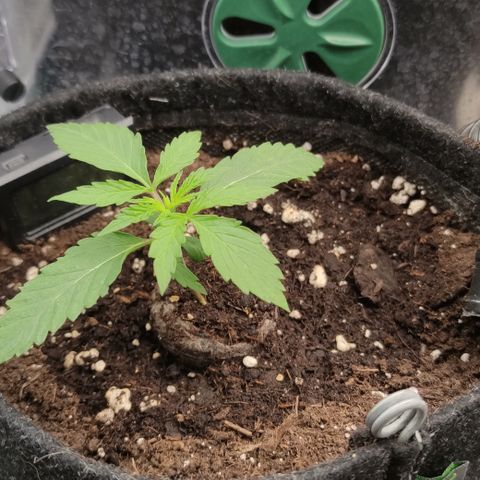 Mandarine Jam #1 growlog timeline photo