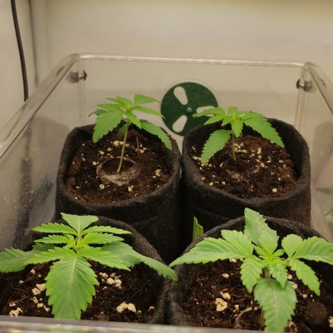 Mandarine Jam #1 growlog timeline photo