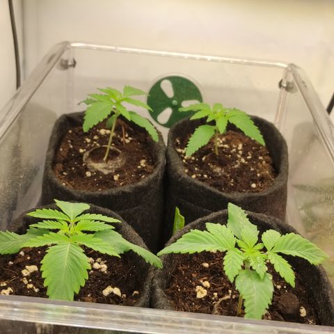 Mandarine Jam #1 growlog timeline photo