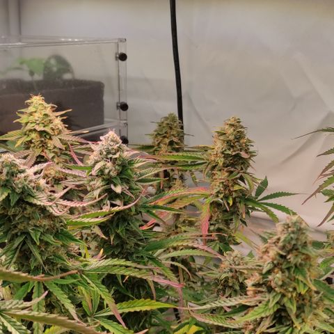 Runtz F1 Auto #1 growlog timeline photo