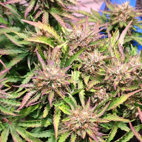 GMO Auto  growlog timeline photo