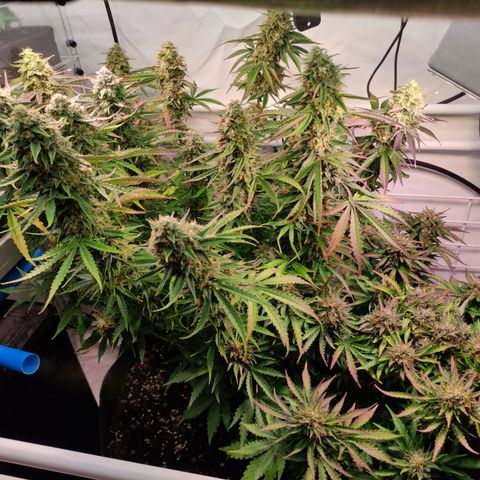 Runtz F1 Auto #1 growlog timeline photo