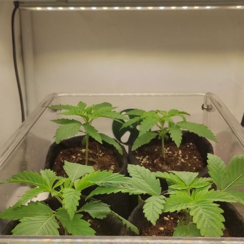 Mandarine Jam #1 growlog timeline photo