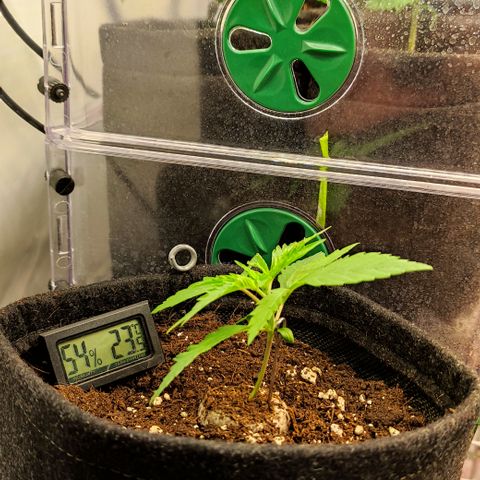 Mandarine Jam #1 growlog timeline photo