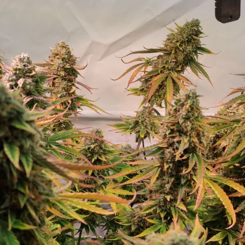 Runtz F1 Auto #1 growlog timeline photo