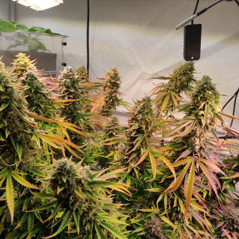Runtz F1 Auto #1 growlog timeline photo
