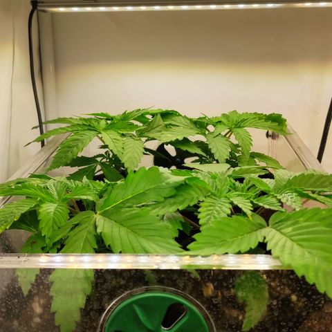 Mandarine Jam #1 growlog timeline photo