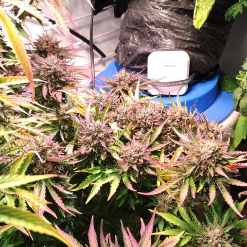 GMO Auto  growlog timeline photo