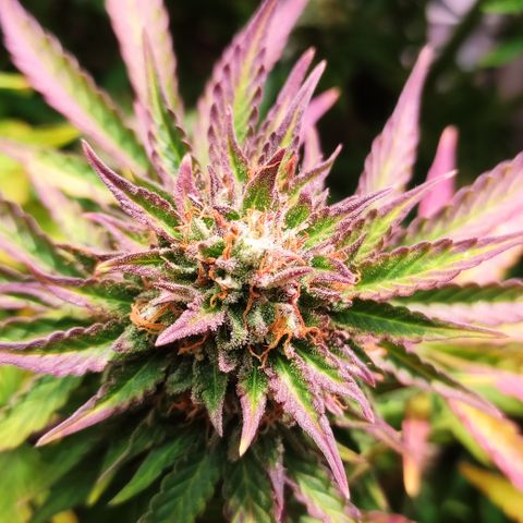 GMO Auto  growlog timeline photo