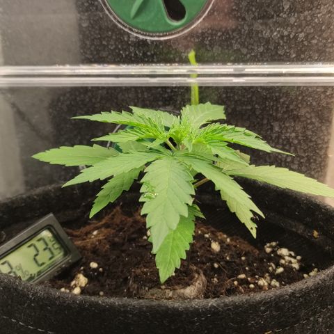 Mandarine Jam #1 growlog timeline photo