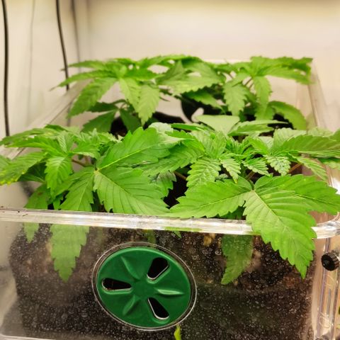 Mandarine Jam #1 growlog timeline photo
