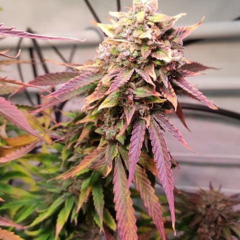 Runtz F1 Auto #1 growlog timeline photo