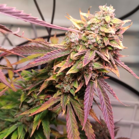 Runtz F1 Auto #1 growlog timeline photo