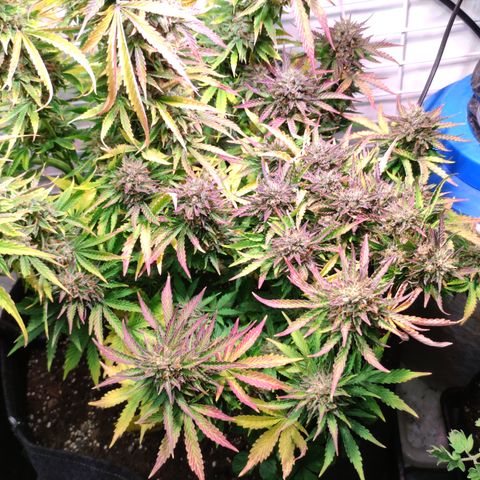 GMO Auto  growlog timeline photo
