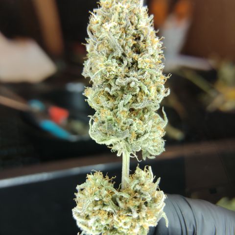 Northern Lights #1 growlog timeline photo