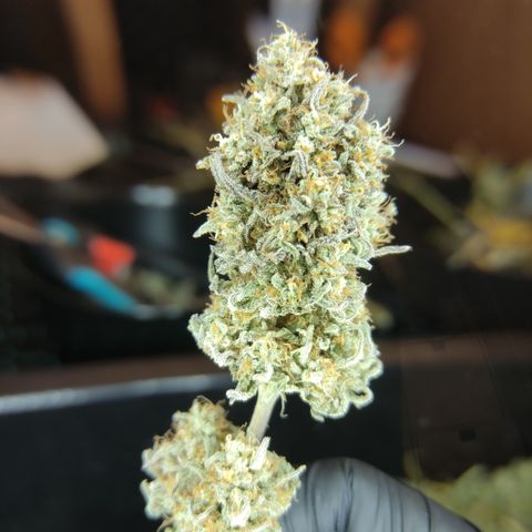 Northern Lights #1 growlog timeline photo