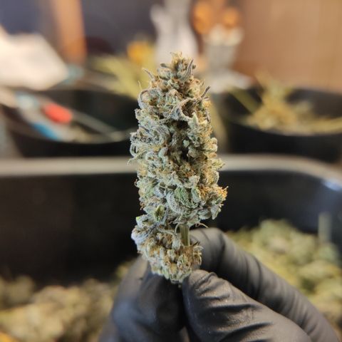 Northern Lights #1 growlog timeline photo