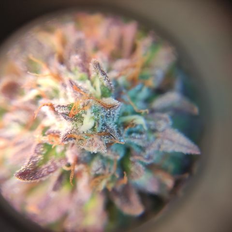 GMO Auto  growlog timeline photo