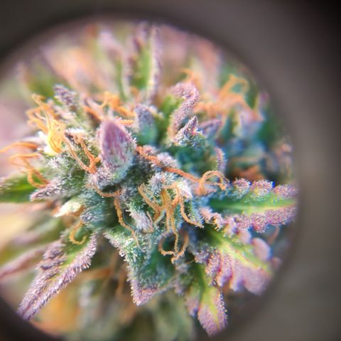 GMO Auto  growlog timeline photo