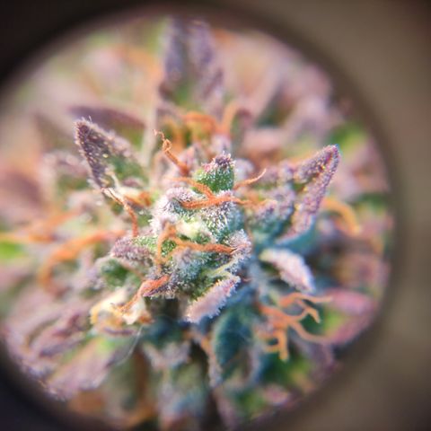 GMO Auto  growlog timeline photo