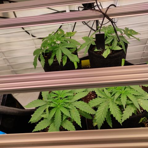 Mandarine Jam #1 growlog timeline photo