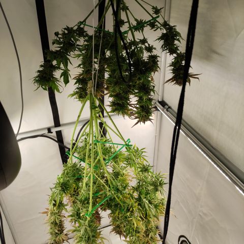 Runtz F1 Auto #1 growlog timeline photo