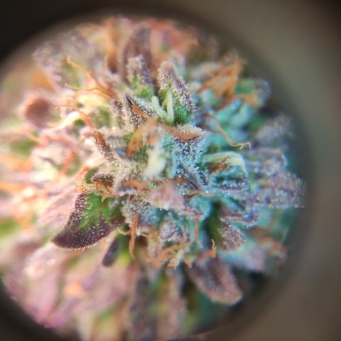 GMO Auto  growlog timeline photo